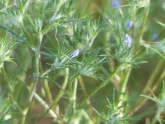 Eriastrum filifolium