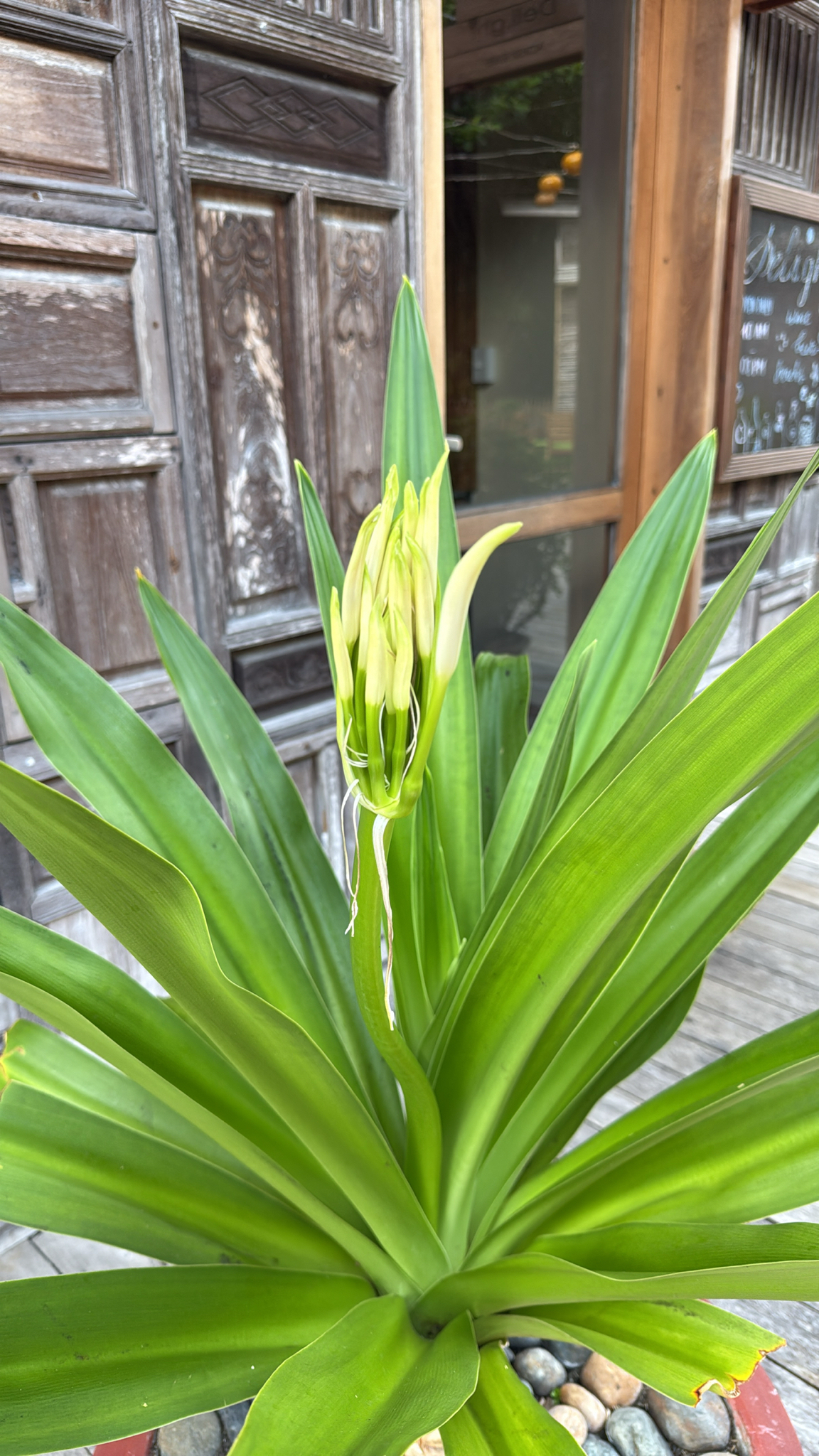 Crinum asiaticum (Crinum asiaticum)