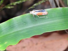 Bothrogonia ferruginea
