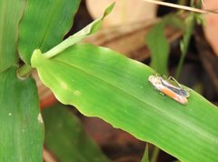 Bothrogonia ferruginea