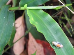 Bothrogonia ferruginea