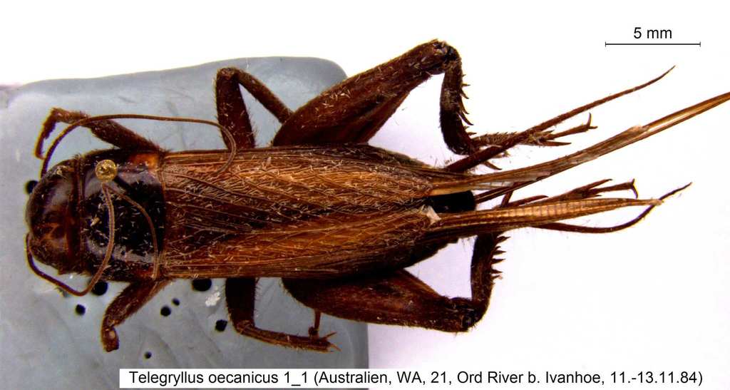 oceanic field cricket