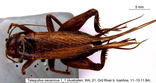 oceanic field cricket