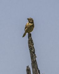 Mirafra javanica