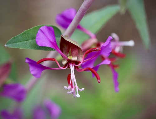 iNaturalist observation photo of Elegant Clarkia