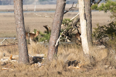 Cervus nippon nippon