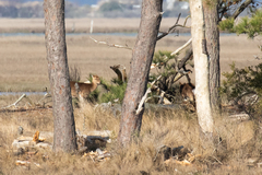 Cervus nippon nippon