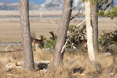 Cervus nippon nippon