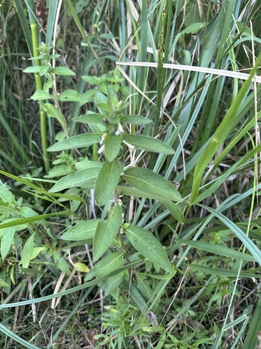Hygrophila costata