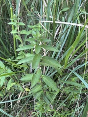 Hygrophila costata