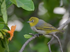 Zosterops lateralis chlorocephalus