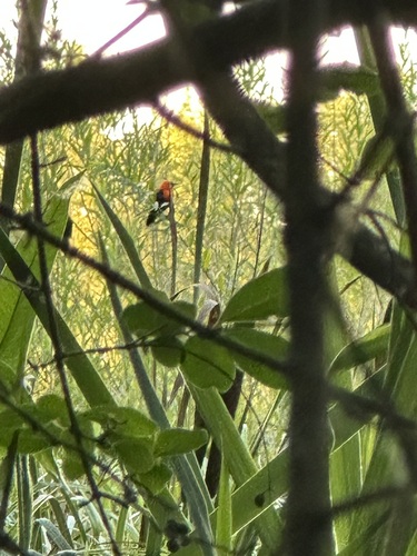 Scarlet-headed Blackbird (Amblyramphus holosericeus), photo 5