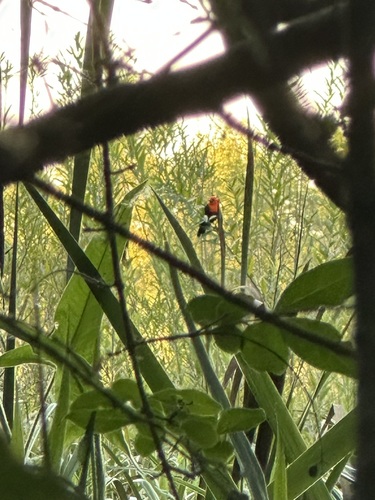 Scarlet-headed Blackbird (Amblyramphus holosericeus), photo 6