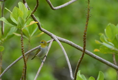 Zosterops lateralis chlorocephalus