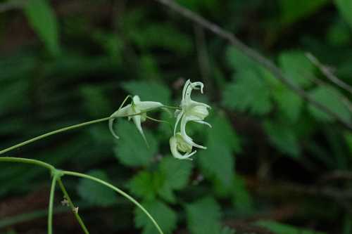 Epimedium grandiflorum observed 2026-05-06