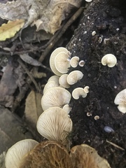 Crepidotus praecipuus