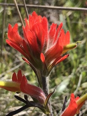 Castilleja subinclusa
