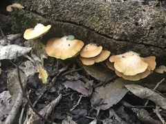 Crepidotus praecipuus