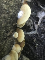 Crepidotus praecipuus