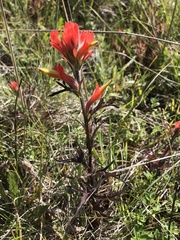 Castilleja subinclusa
