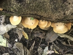 Crepidotus praecipuus