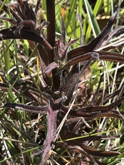 Castilleja subinclusa