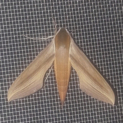 Xylophanes tersa