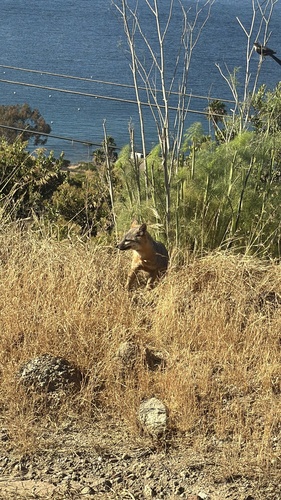 Santa Catalina Island Fox observed by mbinfet