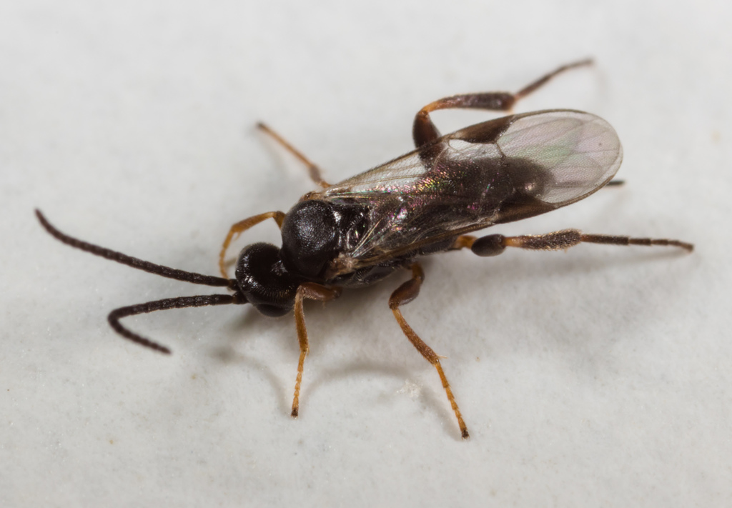 Parasitoid wasp