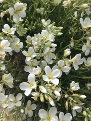 Nerisyrenia linearifolia