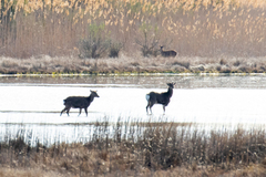 Cervus nippon nippon