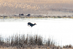 Cervus nippon nippon