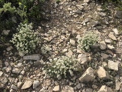 Nerisyrenia linearifolia