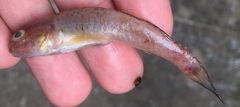 Acentrogobius