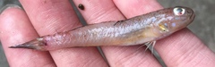 Acentrogobius