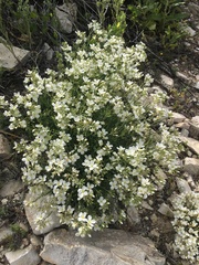 Nerisyrenia linearifolia