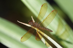 Perithemis tenera