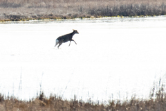 Cervus nippon nippon