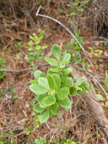 Vaccinium dentatum observed 2026-03-29