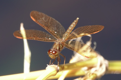 Perithemis tenera