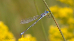 Lestes unguiculatus