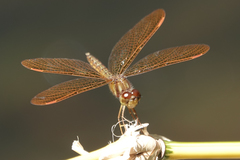 Perithemis tenera