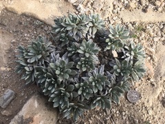 Eriogonum havardii