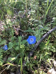 Nemophila menziesii menziesii