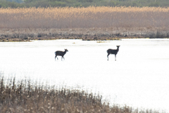 Cervus nippon nippon