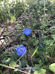 Nemophila menziesii menziesii
