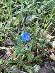 Nemophila menziesii menziesii