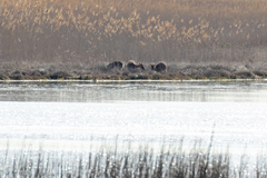 Cervus nippon nippon