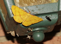 Eumelea rosalia