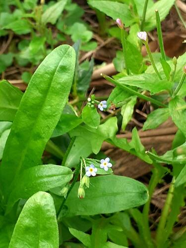 Bay forget-me-not (Myosotis laxa)